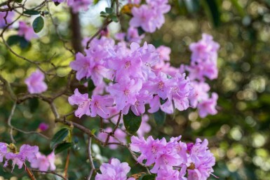 Rhododendron Rhododendron praecox strauch 30-40 C10 Rhododendron praecox Strauch 30-40 cm