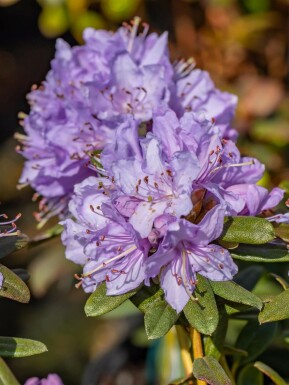 Zwergrhododendron 'Ramapo' Rhododendron 'Ramapo' strauch Rhododendron 'Ramapo' Strauch