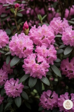 Rhododendron 'Roseum Elegans' Strauch 30-40 cm