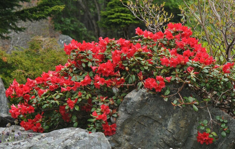 Zwergrhododendron 'Scarlet Wonder' Rhododendron 'Scarlet Wonder' strauch 15-20 C3 Rhododendron 'Scarlet Wonder' Strauch 15-20 cm
