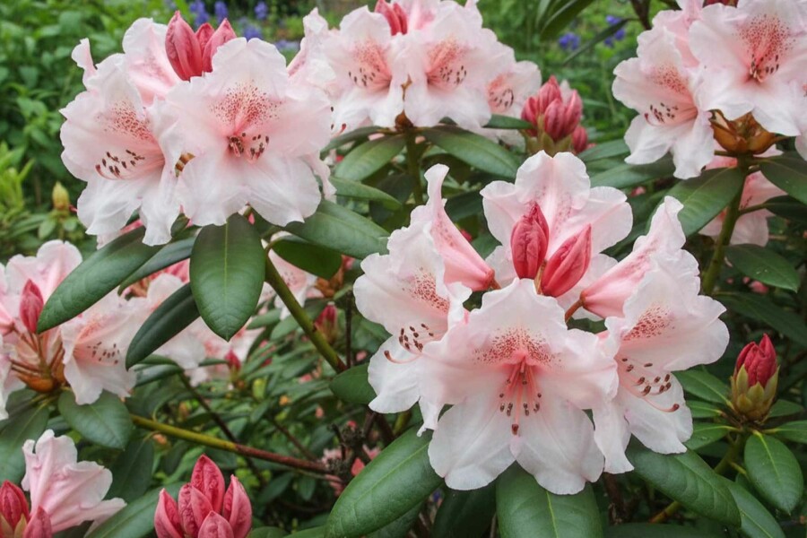 Alpenrose Rhododendron 'Virginia Richards' strauch 40-50 C5 Rhododendron 'Virginia Richards' Strauch 40-50 cm