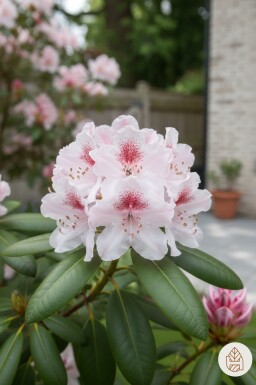 Rhododendron 'Virginia Richards' Strauch 40-50 cm