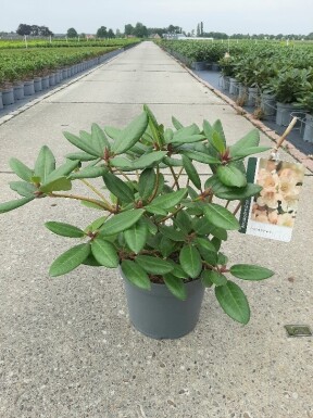 Rhododendron 'Virginia Richards' Strauch 40-50 cm