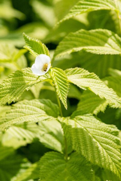 Perlmuttstrauch Rhodotypos scandens strauch 30-40 C3 Rhodotypos scandens Strauch 30-40 cm