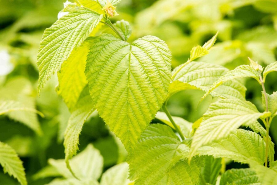 Perlmuttstrauch Rhodotypos scandens strauch 30-40 C3 Rhodotypos scandens Strauch 30-40 cm