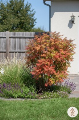 Rhus glabra 'Laciniata' Strauch 60-70 cm