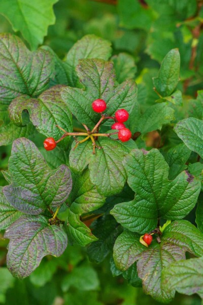 Alpen-Johannisbeere Ribes alpinum strauch 40-60 C2 Ribes alpinum Strauch 40-60 cm