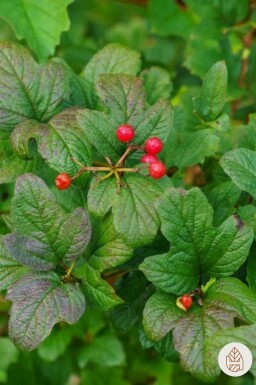 Ribes alpinum Strauch 40-60 cm