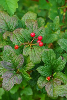 Kein Bild verfügbar