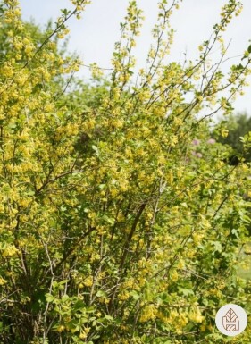 Ribes odoratum Strauch 80-100 cm