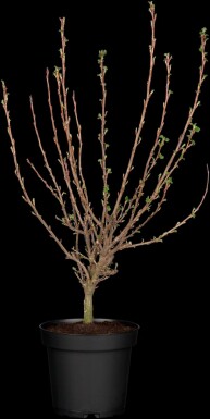 Zierjohannisbeere Ribes sanguineum 'King Edward VII' strauch 30-40 C3 Ribes sanguineum 'King Edward VII' Strauch 30-40 cm