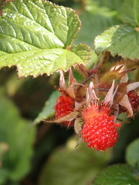 Chinesische himbeere Rubus tricolor strauch 10-15 p13 Rubus tricolor Strauch 10-15 cm