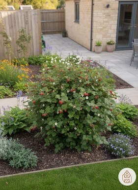 Rubus tricolor Strauch 10-15 cm