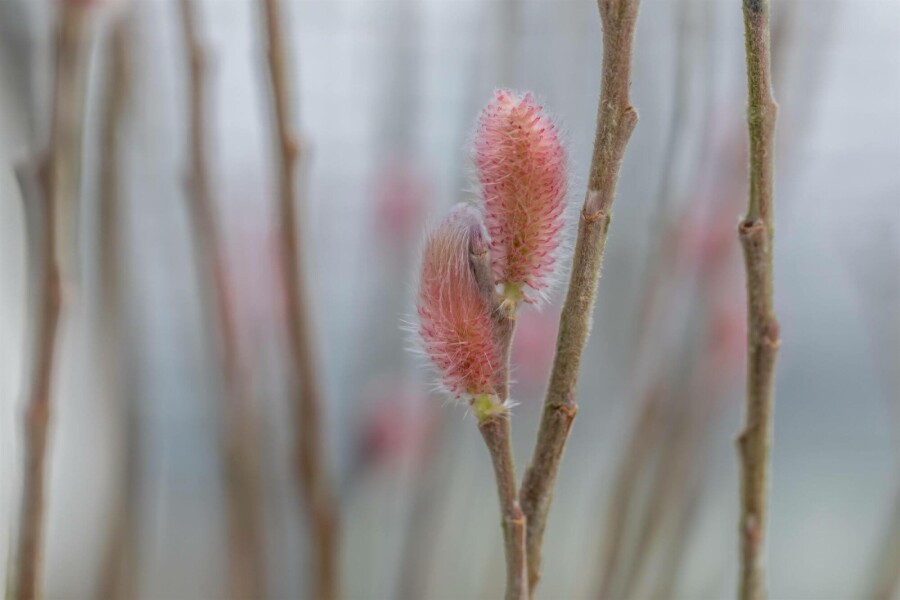 Weidenkätzchen Salix gracilistyla 'Mount Aso' strauch 40-50 C2,5 Salix gracilistyla 'Mount Aso' Strauch 40-50 cm