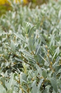 Kein Bild verfügbar