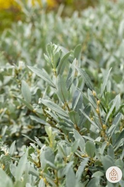 Salix helvetica Strauch 20-30 cm