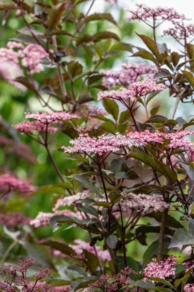 Schwarzer holunder Sambucus nigra 'Black Beauty' strauch 80-100 C7,5 Sambucus nigra 'Black Beauty' Strauch 80-100 cm