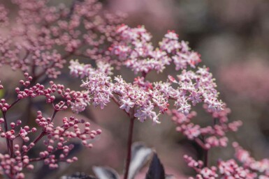 Schwarzer holunder Sambucus nigra 'Black Beauty' strauch 80-100 C7,5 Sambucus nigra 'Black Beauty' Strauch 80-100 cm