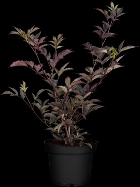 Schwarzer holunder Sambucus nigra 'Black Beauty' strauch 80-100 C7,5 Sambucus nigra 'Black Beauty' Strauch 80-100 cm