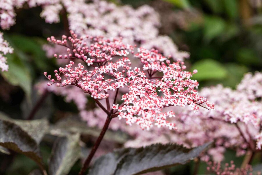 Schwarzer holunder Sambucus nigra 'Black Beauty' strauch 30-40 C2,5 Sambucus nigra 'Black Beauty' Strauch 30-40 cm