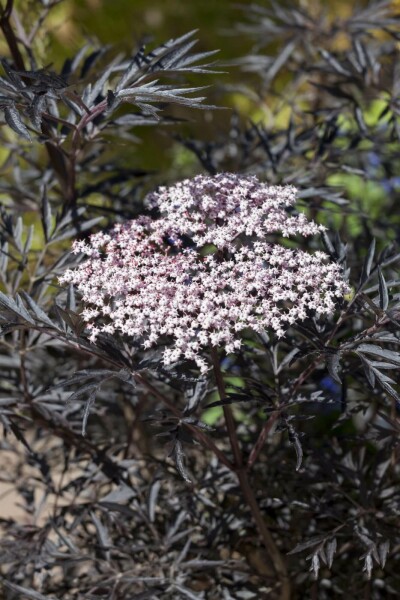 Rotblättriger Schlitz-Holunder 'Black Lace' Sambucus nigra 'Black Lace' strauch 60-70 C10 Sambucus nigra 'Black Lace' Strauch 60-70 cm