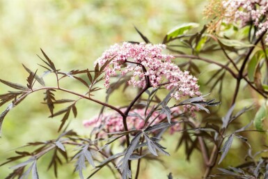 Rotblättriger Schlitz-Holunder 'Black Lace' Sambucus nigra 'Black Lace' strauch 60-70 C10 Sambucus nigra 'Black Lace' Strauch 60-70 cm