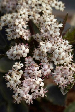 Schwarzer holunder Sambucus nigra 'Black Tower' strauch 30-40 C3 Sambucus nigra 'Black Tower' Strauch 30-40 cm