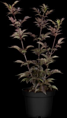 Schwarzer holunder Sambucus nigra 'Black Tower' strauch 30-40 C3 Sambucus nigra 'Black Tower' Strauch 30-40 cm