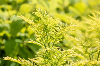 Schwarzer holunder Sambucus nigra 'Golden Tower' strauch 60-80 C12 Sambucus nigra 'Golden Tower' Strauch 60-80 cm