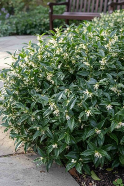 Duftende fleischbeere Sarcococca hookeriana 'Humilis' strauch 20-25 C2 Sarcococca hookeriana 'Humilis' Strauch 20-25 cm