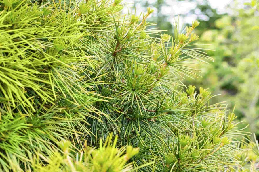 Japanische schirmtanne Sciadopitys verticillata strauch 20-30 C3 Sciadopitys verticillata Strauch 20-30 cm