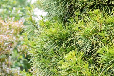 Japanische schirmtanne Sciadopitys verticillata strauch 20-30 C3 Sciadopitys verticillata Strauch 20-30 cm