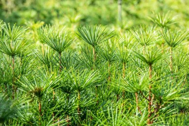 Japanische schirmtanne Sciadopitys verticillata strauch 20-30 C3 Sciadopitys verticillata Strauch 20-30 cm