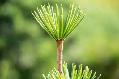 Japanische schirmtanne Sciadopitys verticillata strauch 20-30 C3 Sciadopitys verticillata Strauch 20-30 cm