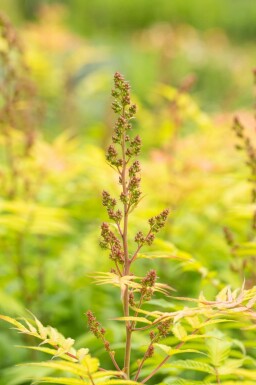 Sibirische Fiederspiere 'Sem' Sorbaria sorbifolia 'Sem' strauch 60-80 C10 Sorbaria sorbifolia 'Sem' Strauch 60-80 cm