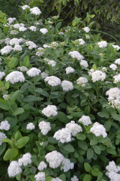 Weiße spiere Spiraea betulifolia 'Tor' strauch 30-40 C10 Spiraea betulifolia 'Tor' Strauch 30-40 cm