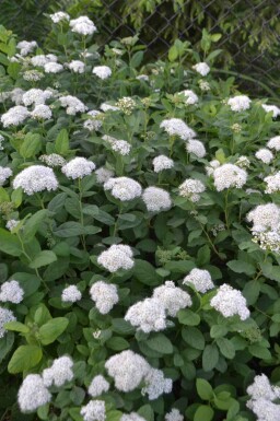 Kein Bild verfügbar