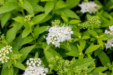 Japanische spierstrauch Spiraea japonica 'Albiflora' strauch 30-40 C6,5 Spiraea japonica 'Albiflora' Strauch 30-40 cm