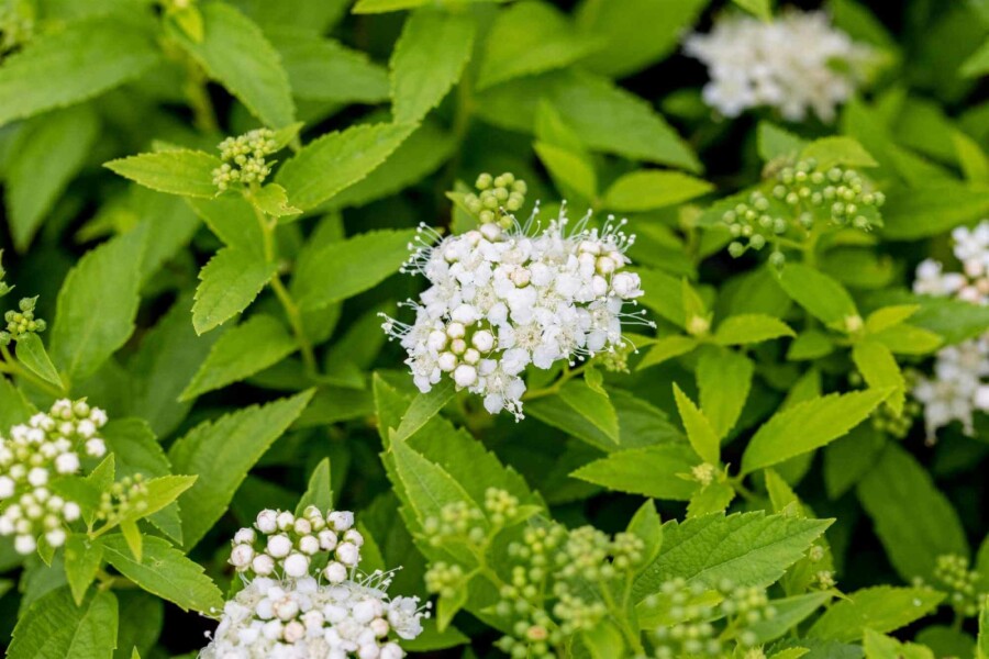 Japanische spierstrauch Spiraea japonica 'Albiflora' strauch 15-20 C1,3 Spiraea japonica 'Albiflora' Strauch 15-20 cm