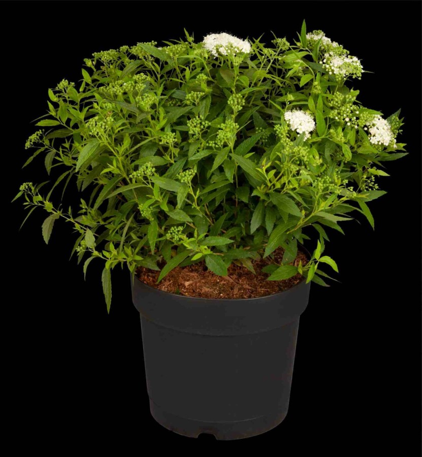 Japanische spierstrauch Spiraea japonica 'Albiflora' strauch 15-20 C1,3 Spiraea japonica 'Albiflora' Strauch 15-20 cm