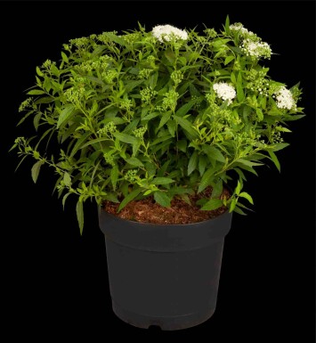 Japanische spierstrauch Spiraea japonica 'Albiflora' strauch 15-20 C1,3 Spiraea japonica 'Albiflora' Strauch 15-20 cm