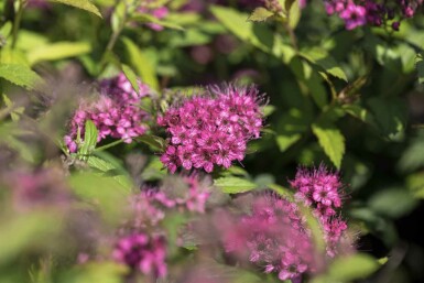Japanische spierstrauch Spiraea japonica 'Anthony Waterer' strauch 30-40 C3 Spiraea japonica 'Anthony Waterer' Strauch 30-40 cm