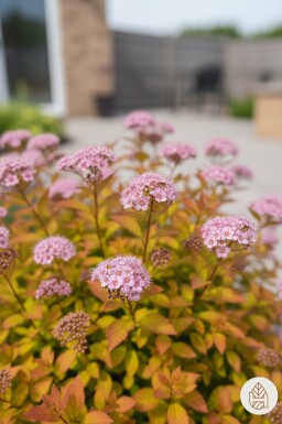 Spiraea japonica 'Goldflame' Strauch 30-40 cm