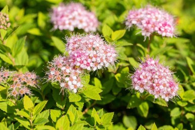 Zwergspiere Spiraea japonica 'Little Princess' strauch 30-40 C10 Spiraea japonica 'Little Princess' Strauch 30-40 cm