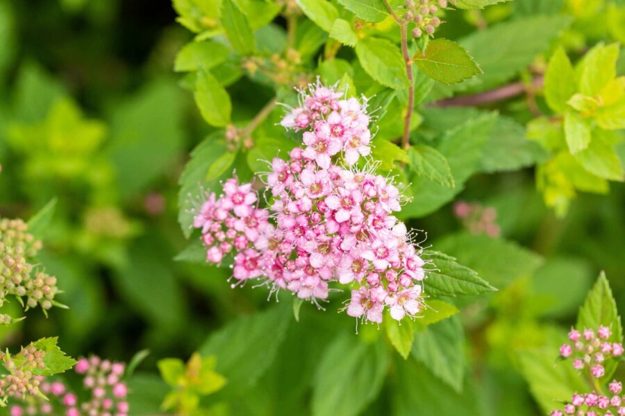 Zwergspiere Spiraea japonica 'Little Princess' strauch 30-40 C10 Spiraea japonica 'Little Princess' Strauch 30-40 cm