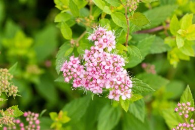 Zwergspiere Spiraea japonica 'Little Princess' strauch 30-40 C10 Spiraea japonica 'Little Princess' Strauch 30-40 cm