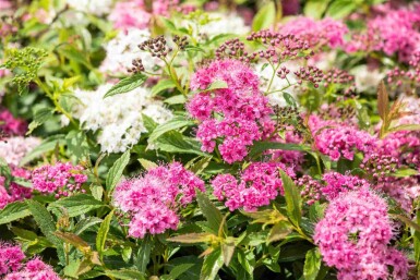 Zwergspiere Spiraea japonica 'Little Princess' strauch 30-40 C10 Spiraea japonica 'Little Princess' Strauch 30-40 cm