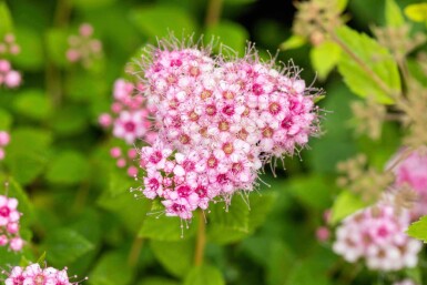 Zwergspiere Spiraea japonica 'Little Princess' strauch 30-40 C3 Spiraea japonica 'Little Princess' Strauch 30-40 cm