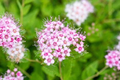 Zwergspiere Spiraea japonica 'Little Princess' strauch 30-40 C3 Spiraea japonica 'Little Princess' Strauch 30-40 cm