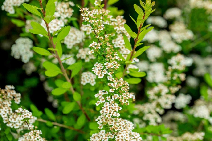Japanische spiere Spiraea nipponica 'Snowmound' strauch 50-60 C10 Spiraea nipponica 'Snowmound' Strauch 50-60 cm
